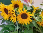 Sonnenblumen