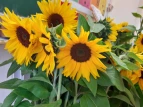 Sonnenblumen